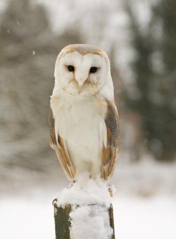 owl6.jpg